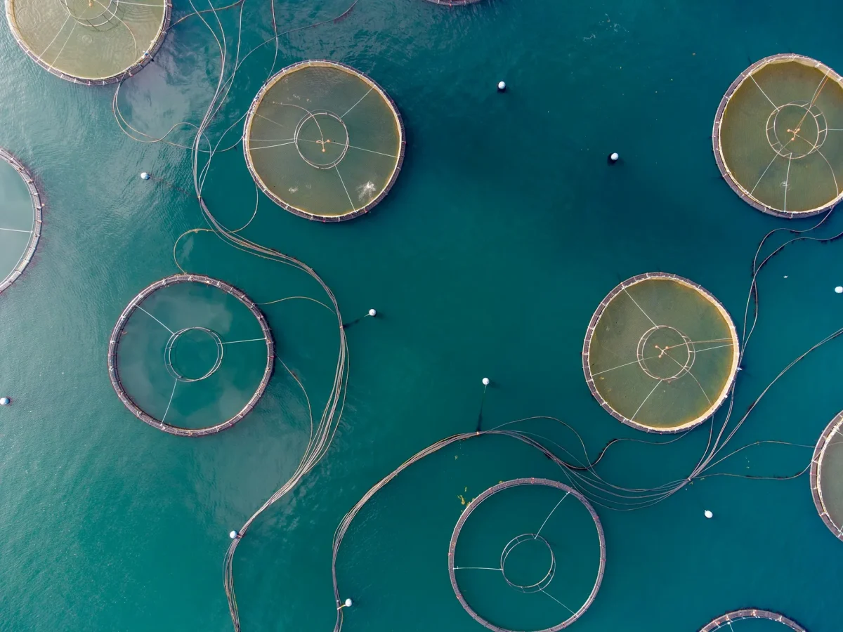Salmon Farm Scotland